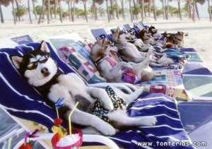 perros-en-la-playa